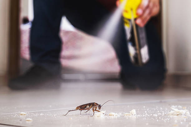 Best Spider Control Near Me  in Mcconnellstown, PA
